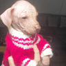Perro Calato