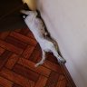 Perro cochino