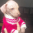 Perro Calato