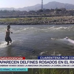 es el fin vros, nos invaden los delfines ;V