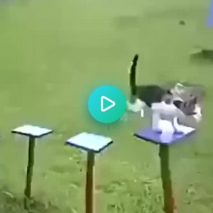 Mission Impawsible.