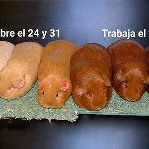 Asuetos decembrinos be like