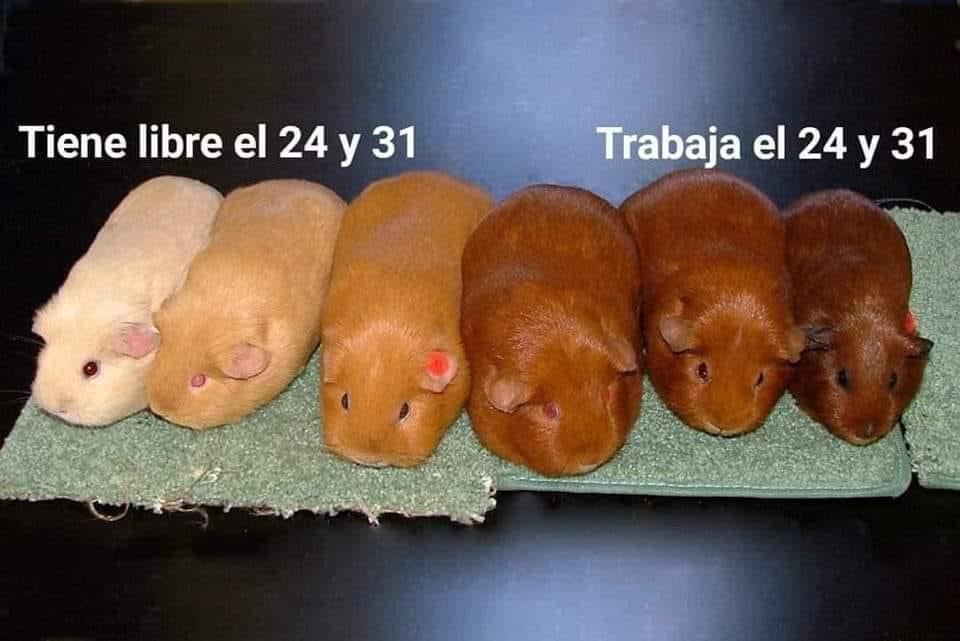 Asuetos decembrinos be like