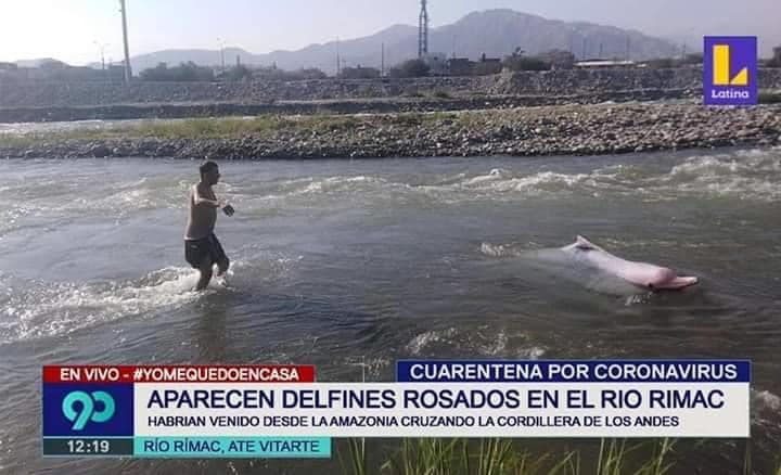 es el fin vros, nos invaden los delfines ;V